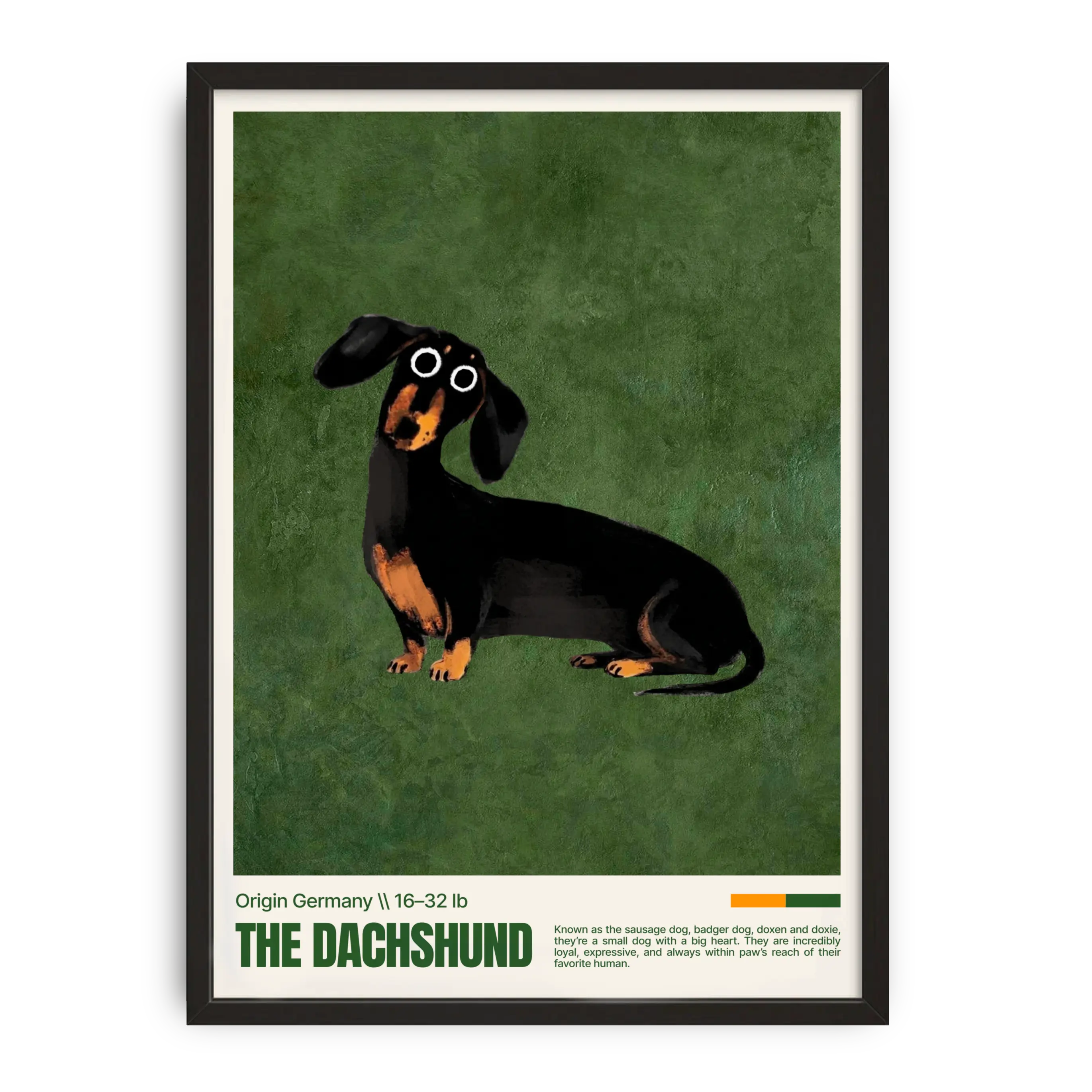 Framed poster of a dachshund on a green background